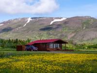 Gelbblühende Wiesen beim Ferienhaus bei Skagaströnd mit Arbakkafjall dahinter